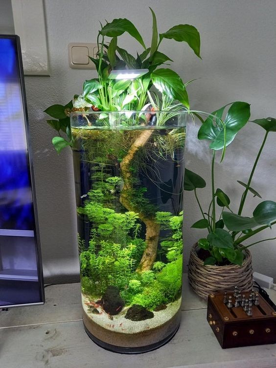 26 idées de plantes aquatiques dans des contenants en verre 11
