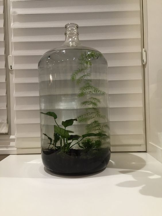 26 idées de plantes aquatiques dans des contenants en verre 12