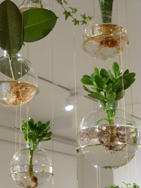 26 idées de plantes aquatiques dans des contenants en verre 13