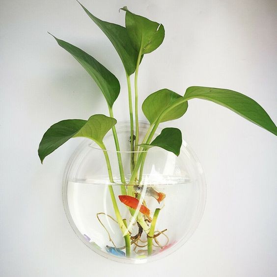 26 idées de plantes aquatiques dans des contenants en verre 14