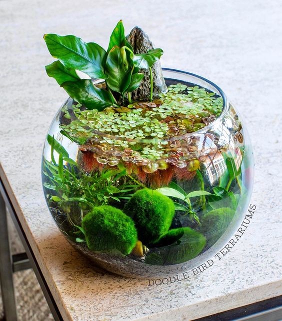 26 idées de plantes aquatiques dans des contenants en verre 15