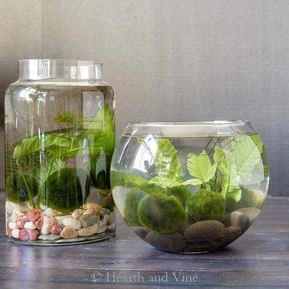 26 idées de plantes aquatiques dans des contenants en verre 16