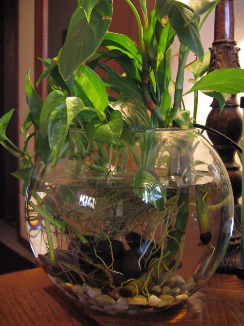 26 idées de plantes aquatiques dans des contenants en verre 17