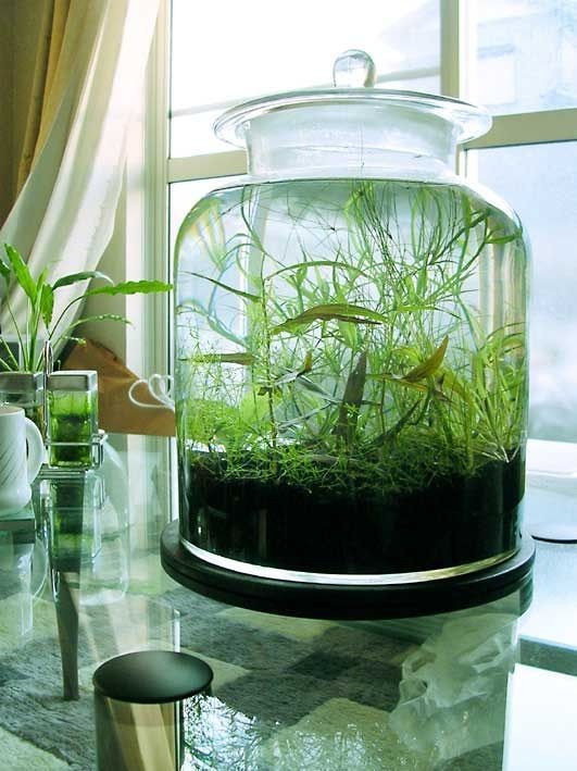 26 idées de plantes aquatiques dans des contenants en verre 20