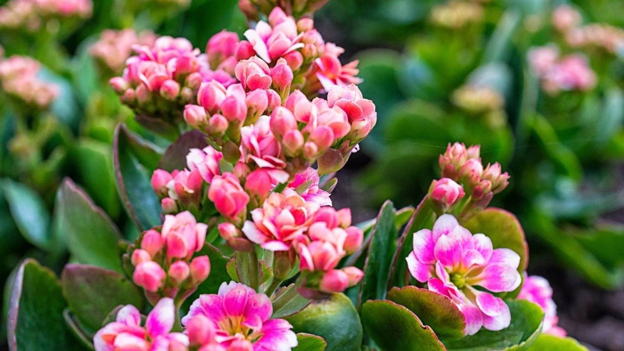 10 plantes qui poussent sans arrosage (ou presque) 1