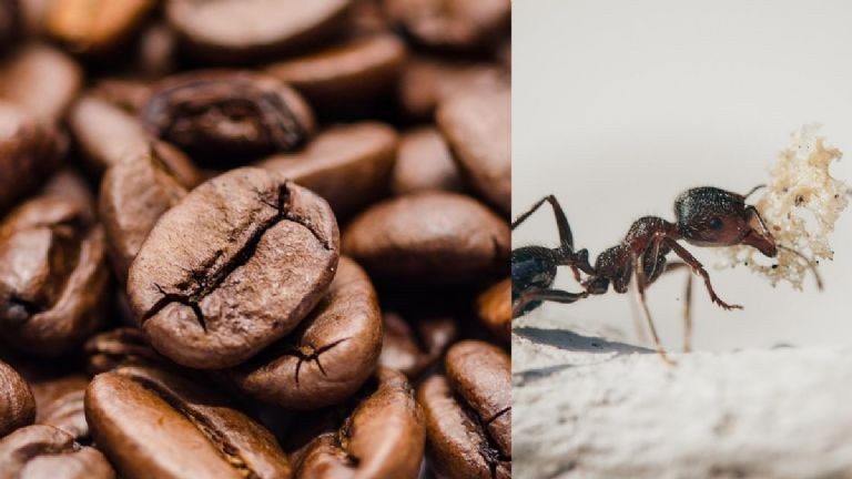 Remède de grand-mère anti fourmis 1 Remède de grand-mère anti fourmis 1