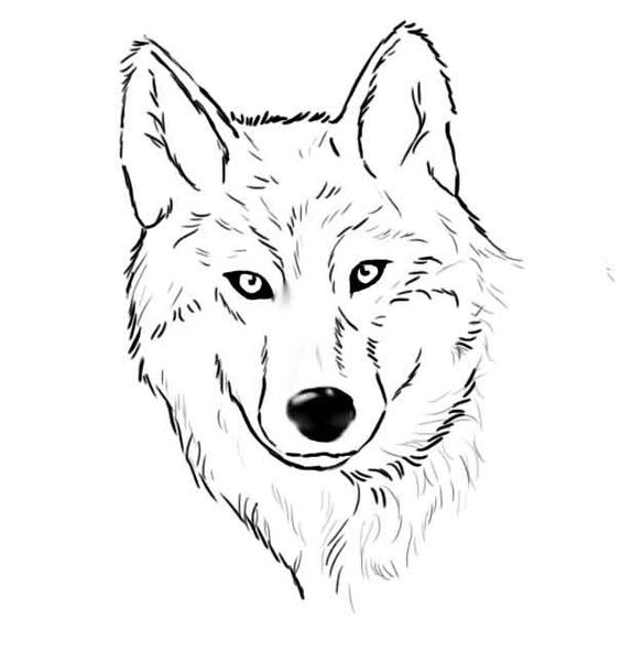 16 Tutos & idées de dessins de loup faciles à faire 8