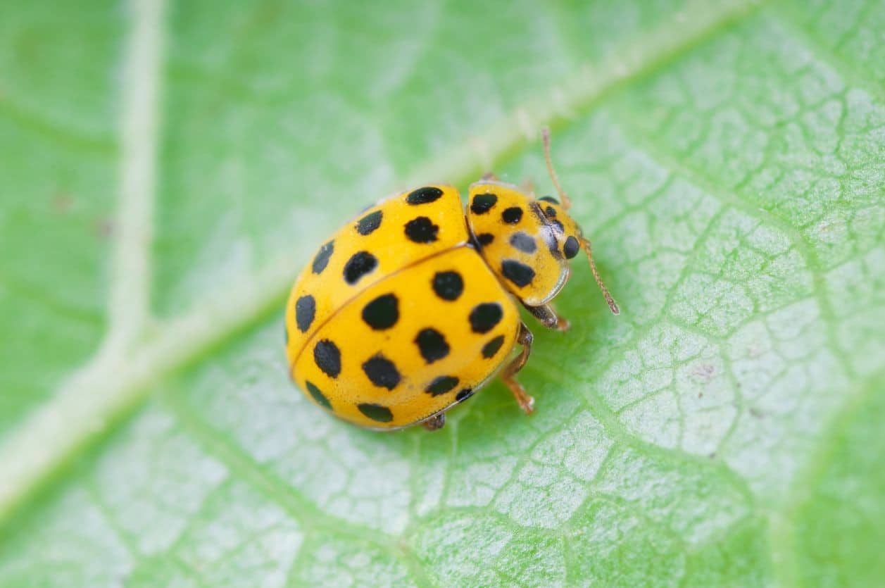 Coccinelle jaune signification spirituelle