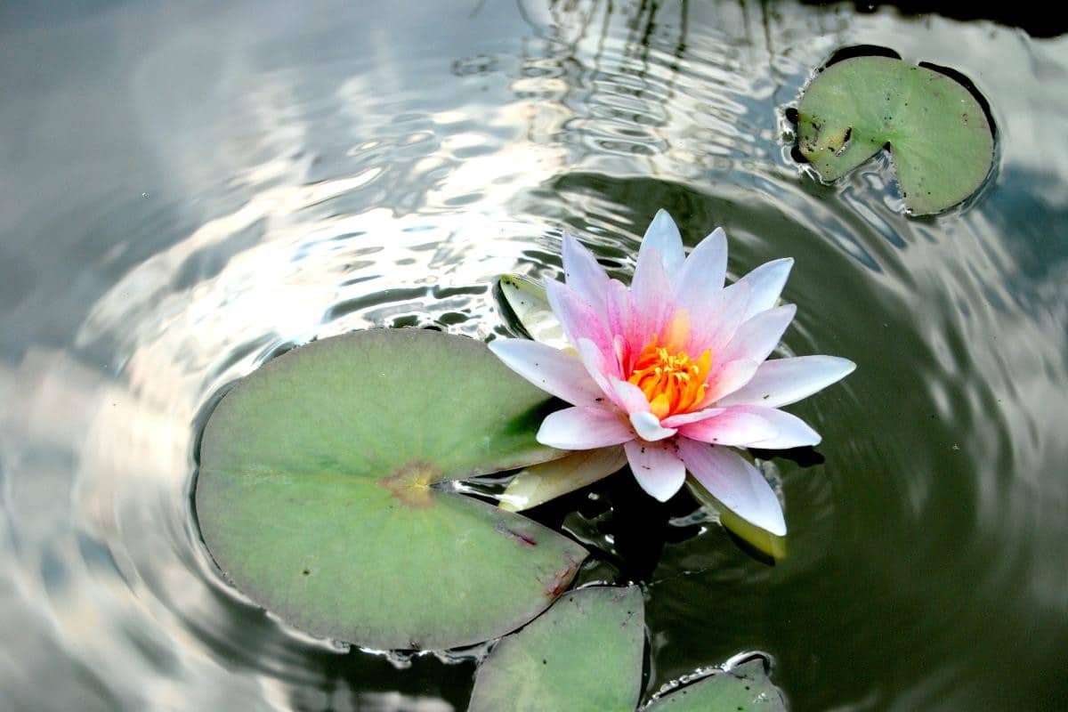 Fleur de lotus signification spirituelle 2
