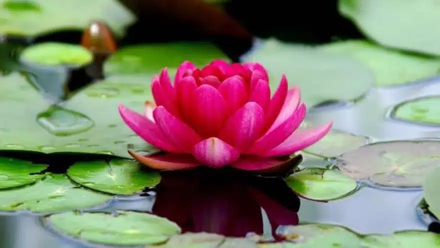 Fleur de lotus signification spirituelle 1