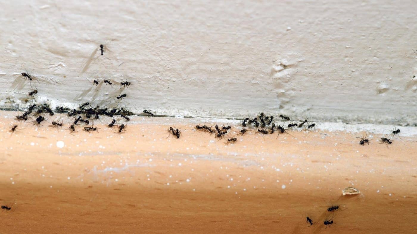 Invasion de fourmis signification spirituelle 4