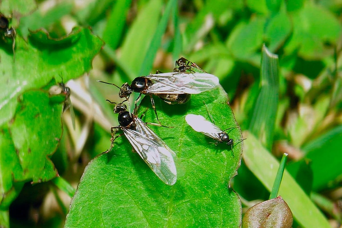 Invasion de fourmis signification spirituelle 3