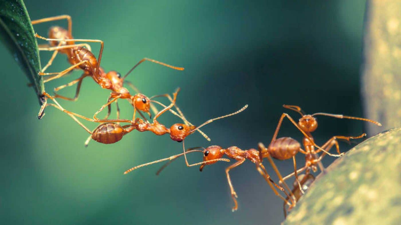 Invasion de fourmis signification spirituelle 1