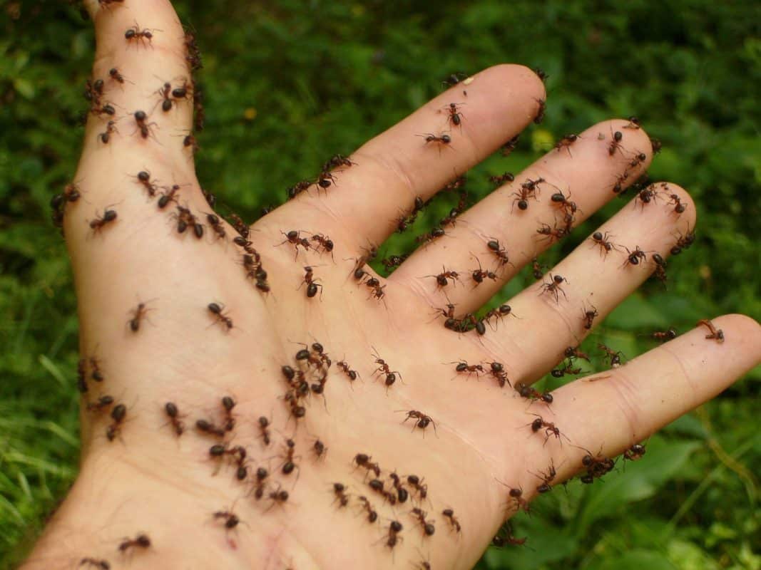 Invasion de fourmis signification spirituelle 5