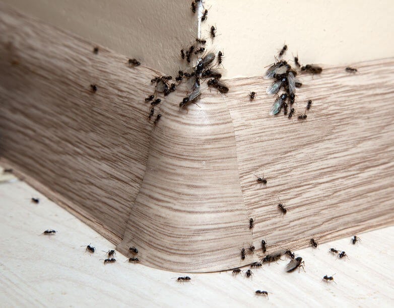 Invasion de fourmis signification spirituelle 2