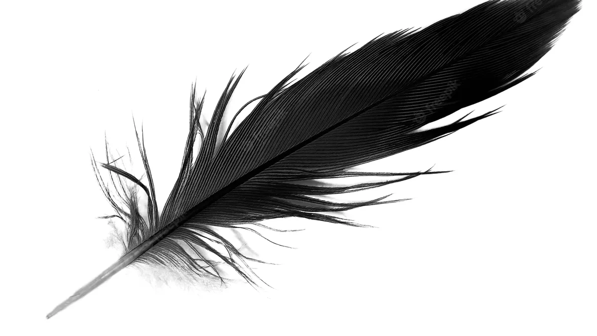 Black Feather: The True Spiritual Meaning 1