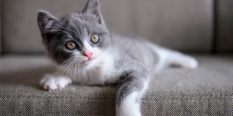 Prénom chaton femelle : Les 100 plus mignons en 2023 3
