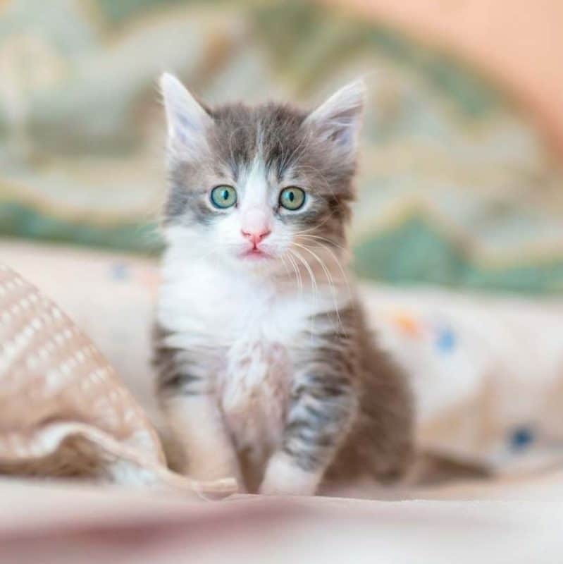 Prénom chaton femelle : Les 100 plus mignons en 2023 1