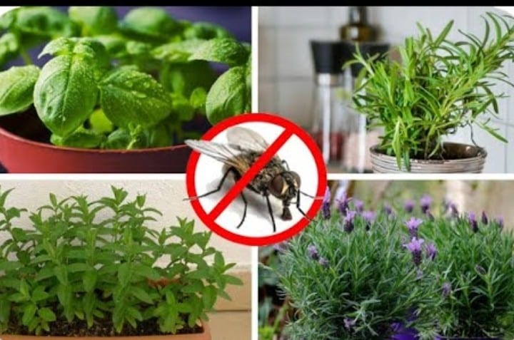 14 plantes qui éloignent les moustiques, les mouches, les araignées et les fourmis de nos maisons 5