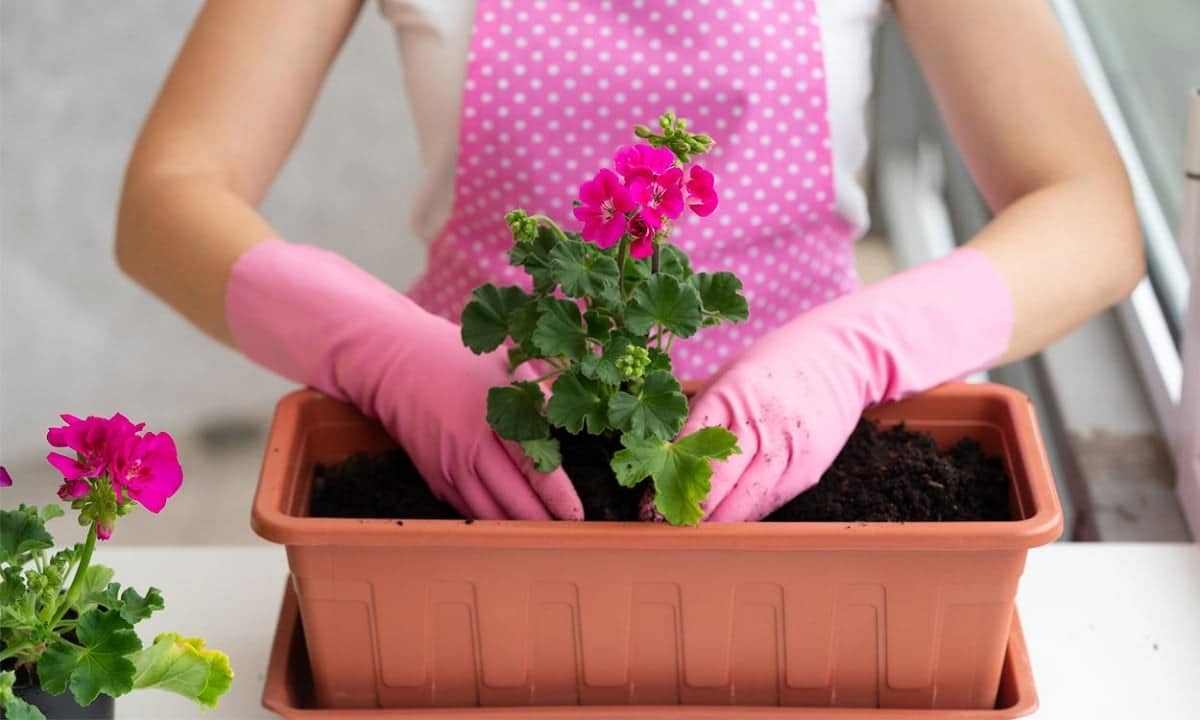 20 Astuces pour planter et cultiver des géraniums 4