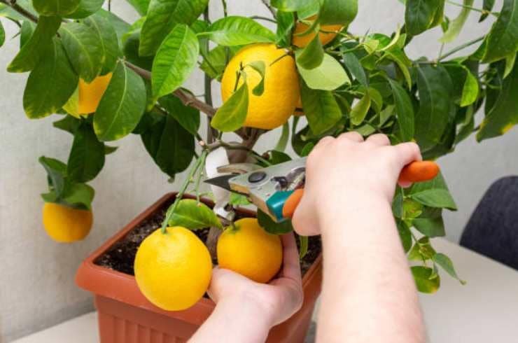 LA technique pour cultiver les citrons facilement 3