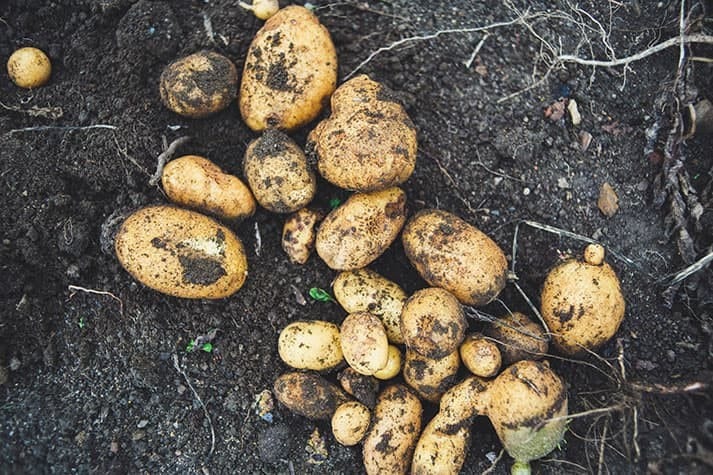 7 Astuces pour cultiver des pommes de terre à la maison 4