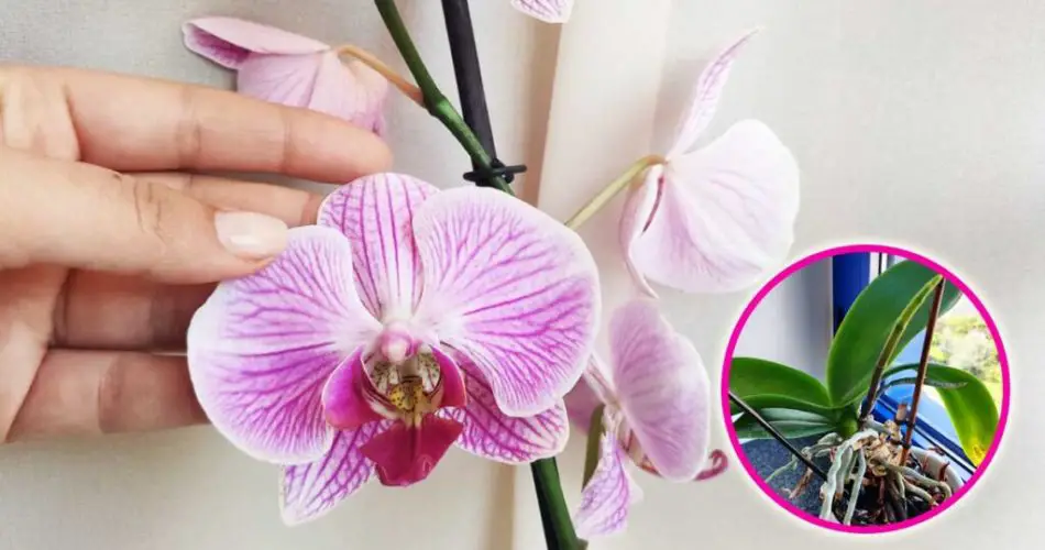 7 erreurs que nous faisons tous avec nos orchidées 1