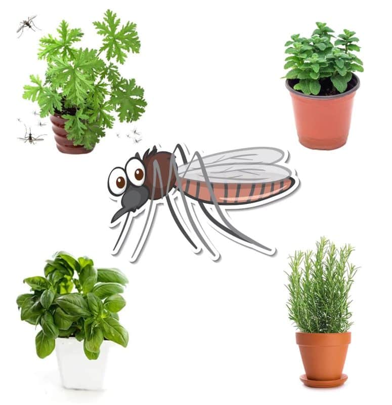 14 plantes qui éloignent les moustiques, les mouches, les araignées et les fourmis de nos maisons 1
