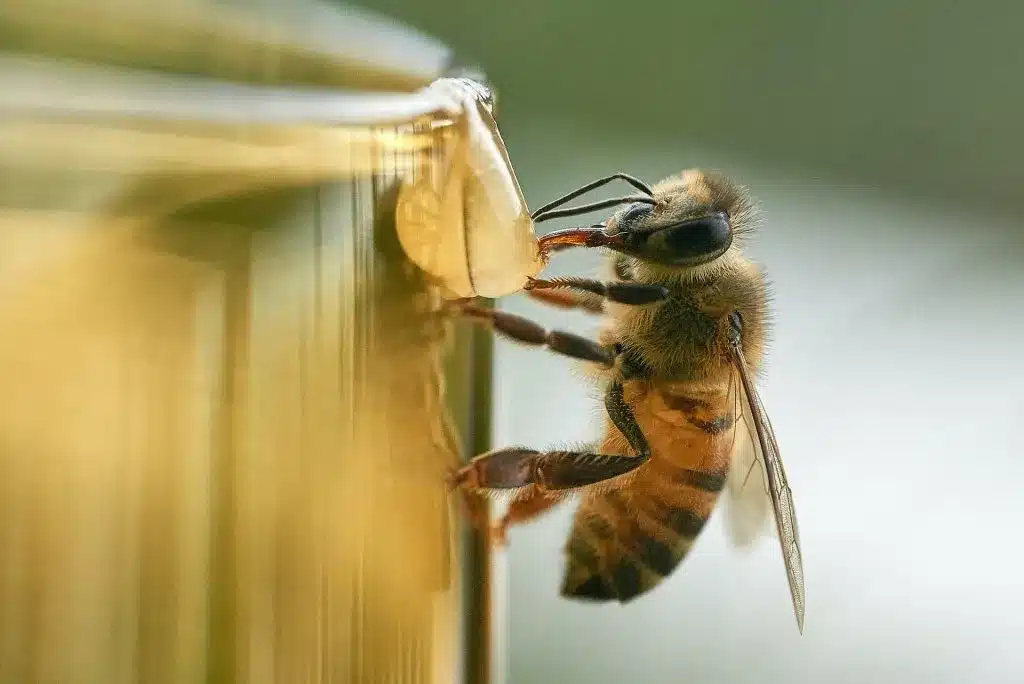 Abeille : La Vraie Signification Spirituelle & 9 Interprétations