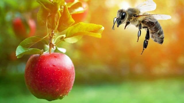Abeille : La Vraie Signification Spirituelle & 9 Interprétations