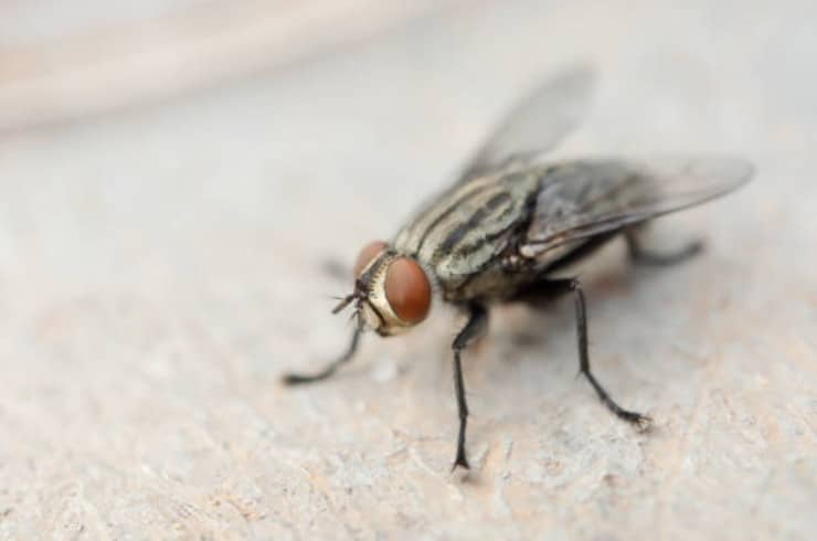 Pièges à mouches maison : Astuces infaillibles pour une maison sans mouches 2
