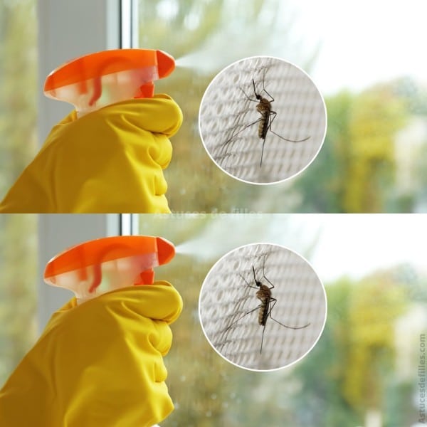 L'astuce ultime pour une maison sans moustiques 1