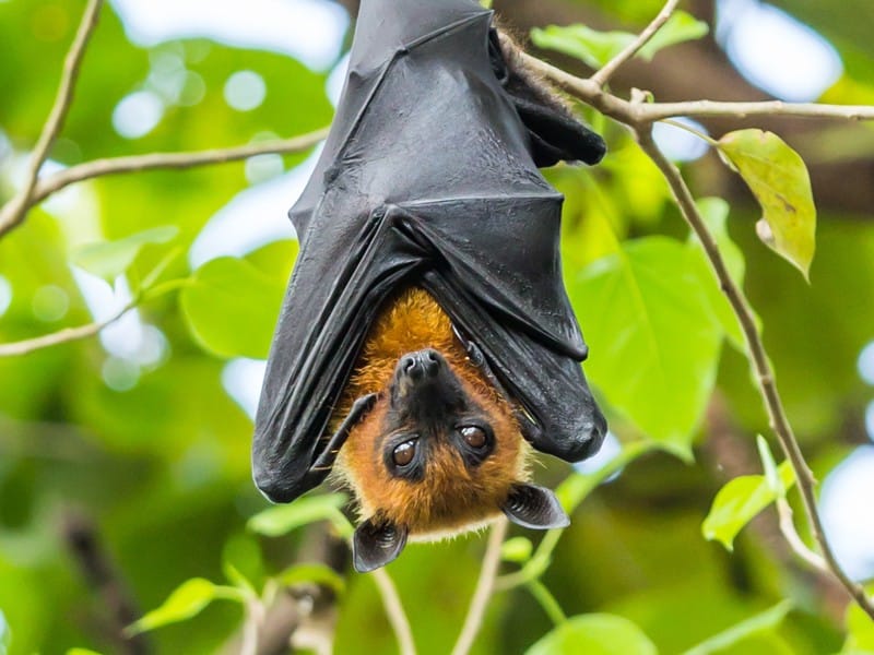 Chauve Souris Dans Maison Signification Ventana Blog