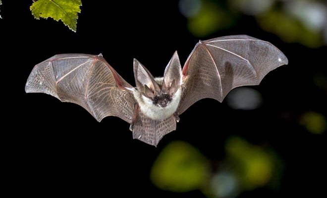 Chauve Souris : La Vraie Signification Spirituelle + Ses 9 Interprétations 5