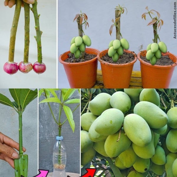 Comment faire pousser une plante de mangue en pot 2