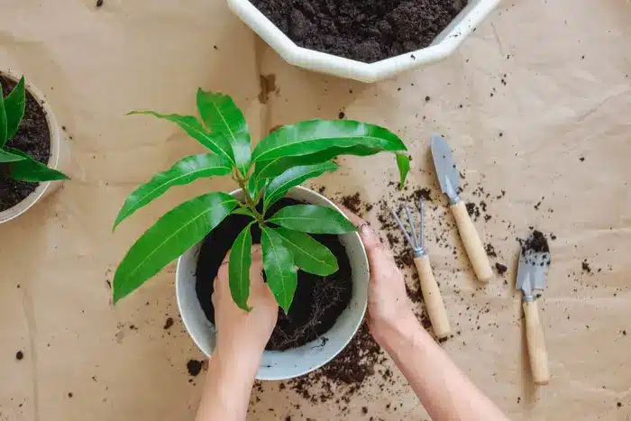 Comment faire pousser une plante de mangue en pot 1