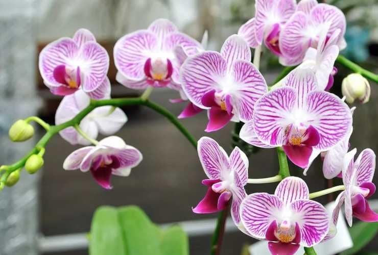 Le secret inédit pour un jardin rempli d'orchidées 2