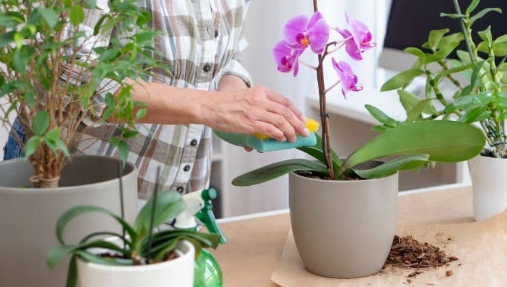 Le secret inédit pour un jardin rempli d'orchidées 3