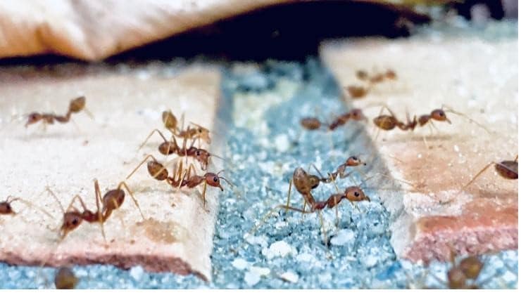 Débarrassez-vous des fourmis sans utiliser de produits chimiques - elles détestent cet ingrédient 2