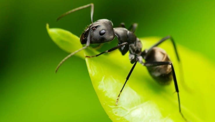 Débarrassez-vous des fourmis sans utiliser de produits chimiques - elles détestent cet ingrédient 3