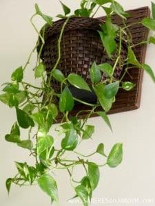 Guide ultime pour choisir et entretenir vos plantes suspendues d'intérieur. 3