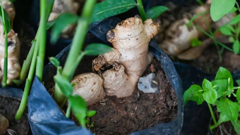 Guide ultime pour cultiver du gingembre en pot chez vous 1