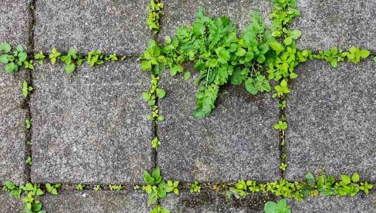 Herbicide Naturel - La Solution Écologique et Puissante Contre les Mauvaises Herbes 2