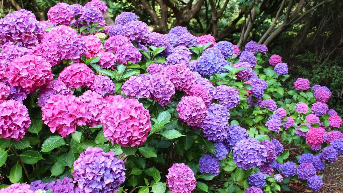 Hortensias : Le guide ultime pour une floraison exceptionnelle 13