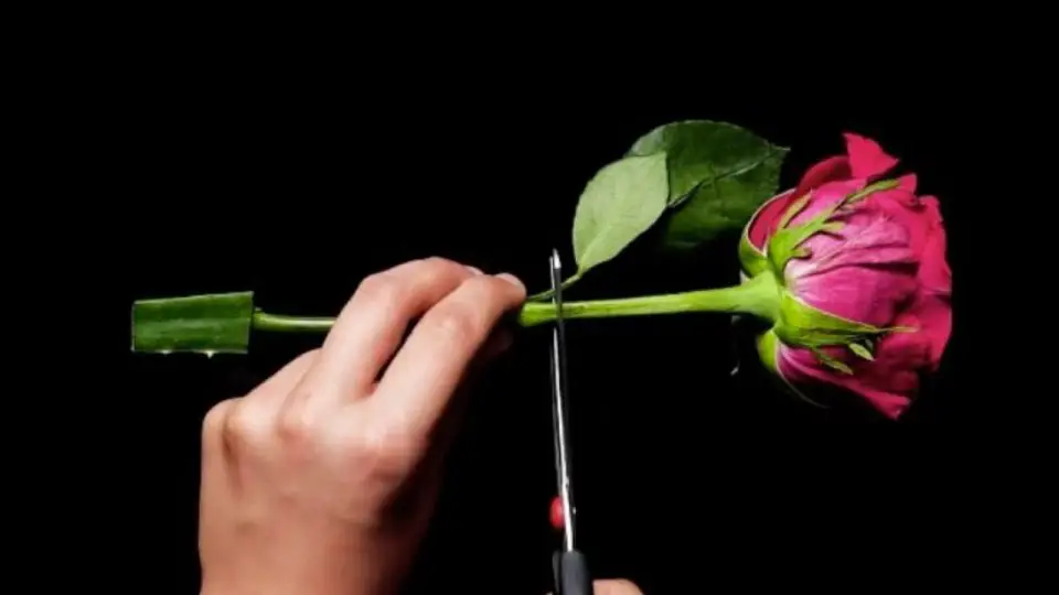 Méthode pas à pas pour bouturer une rose avec l'aloe vera 1