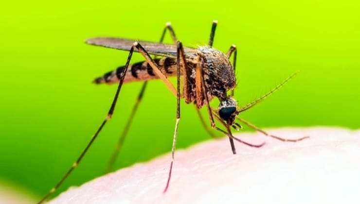La méthode naturelle puissante pour éloigner les mouches, moustiques et autres insectes de votre maison 1