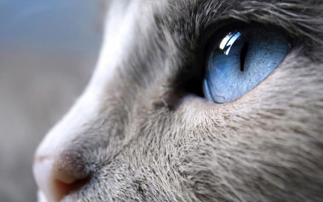 rêver de chat signification spirituelle