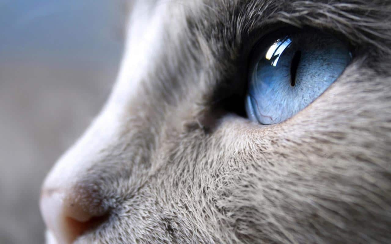La Signification Spirituelle Du Chat & Ses 9 Interprétations Possibles