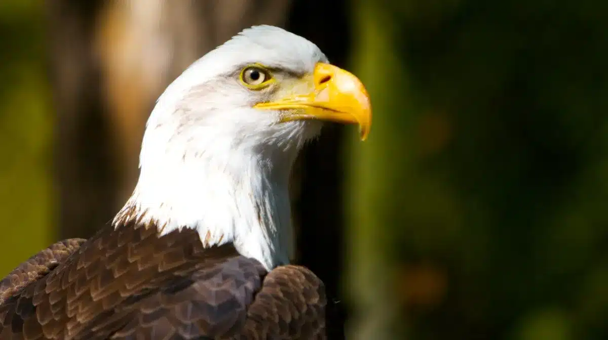 La Vraie Signification Spirituelle de L'Aigle & Ses 9 Interprétations Possibles 5