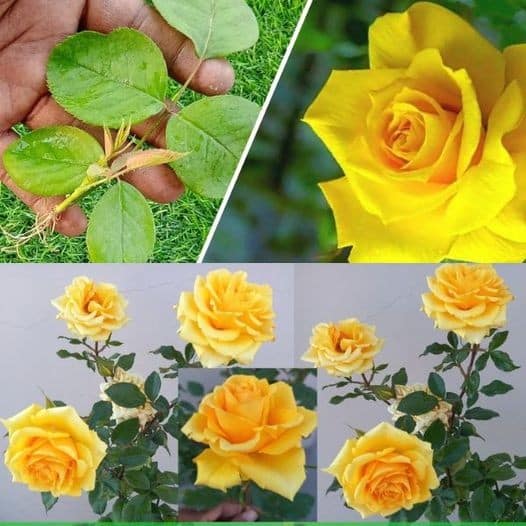 Le Secret de la Floraison Abondante : Un Guide pour les Amoureux des Plantes à Fleurs 2